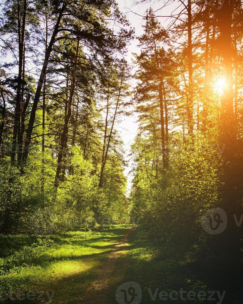 Sunbeams streaming through the pine trees and illuminating the young green foliage on the bushes in the pine forest in spring. Vintage film aesthetic. photo