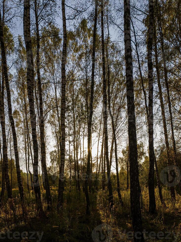 Birch grove with golden leaves in golden autumn, illuminated by the sun at sunset or dawn. photo
