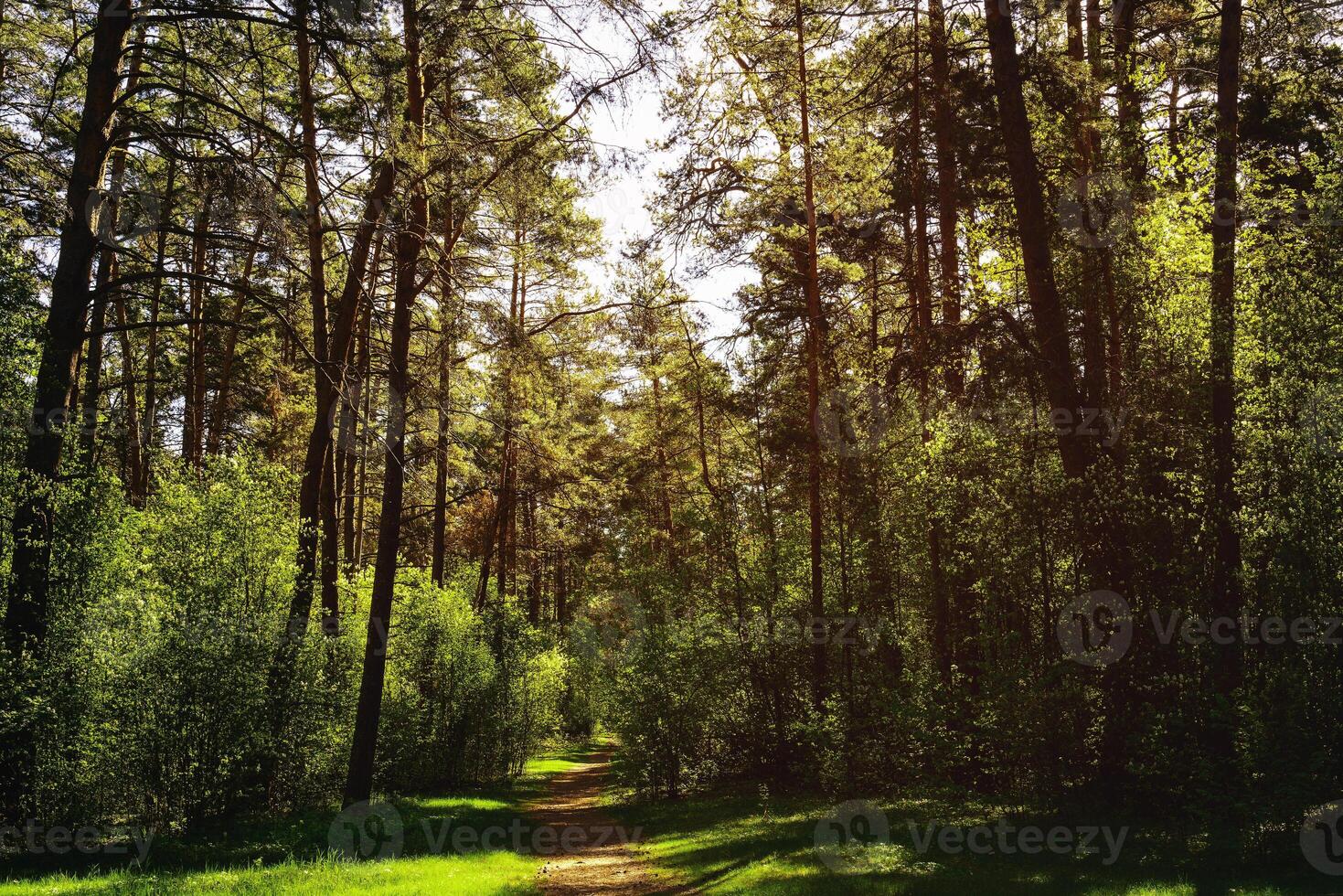 Sunbeams streaming through the pine trees and illuminating the young green foliage on the bushes in the pine forest in spring. Vintage film aesthetic. photo