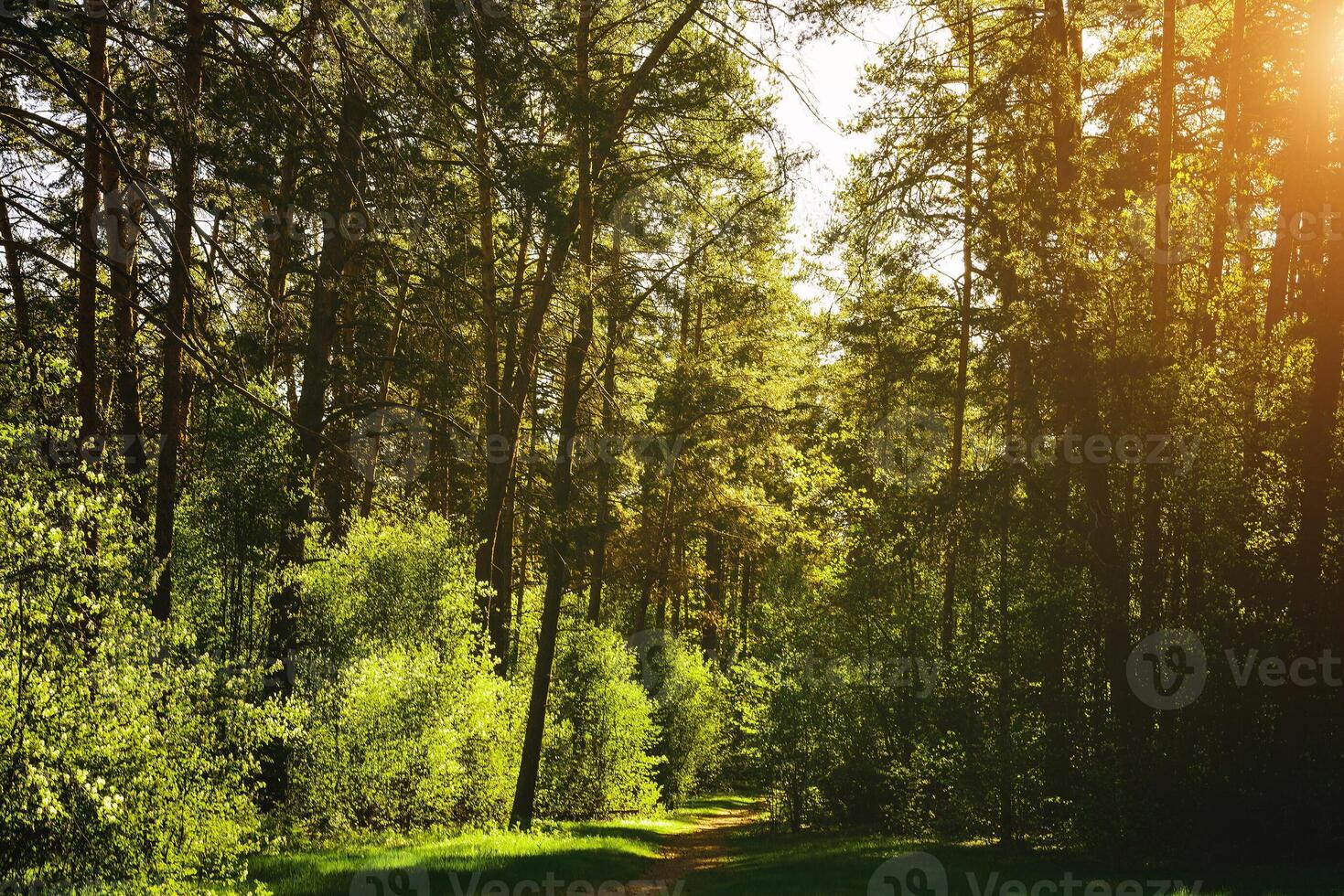 Sunbeams streaming through the pine trees and illuminating the young green foliage on the bushes in the pine forest in spring. Vintage film aesthetic. photo