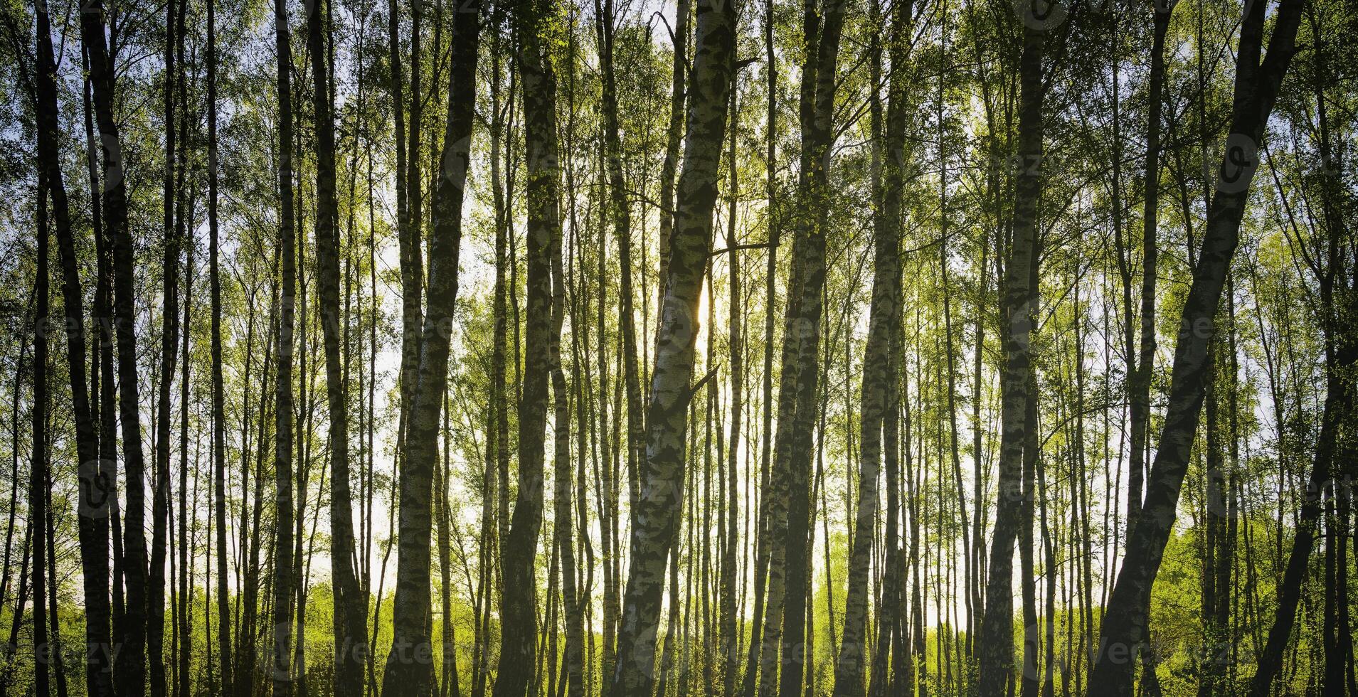 Sunset or sunrise in a spring birch forest with bright young foliage glowing in the rays of the sun and shadows. Vintage film aesthetic. photo