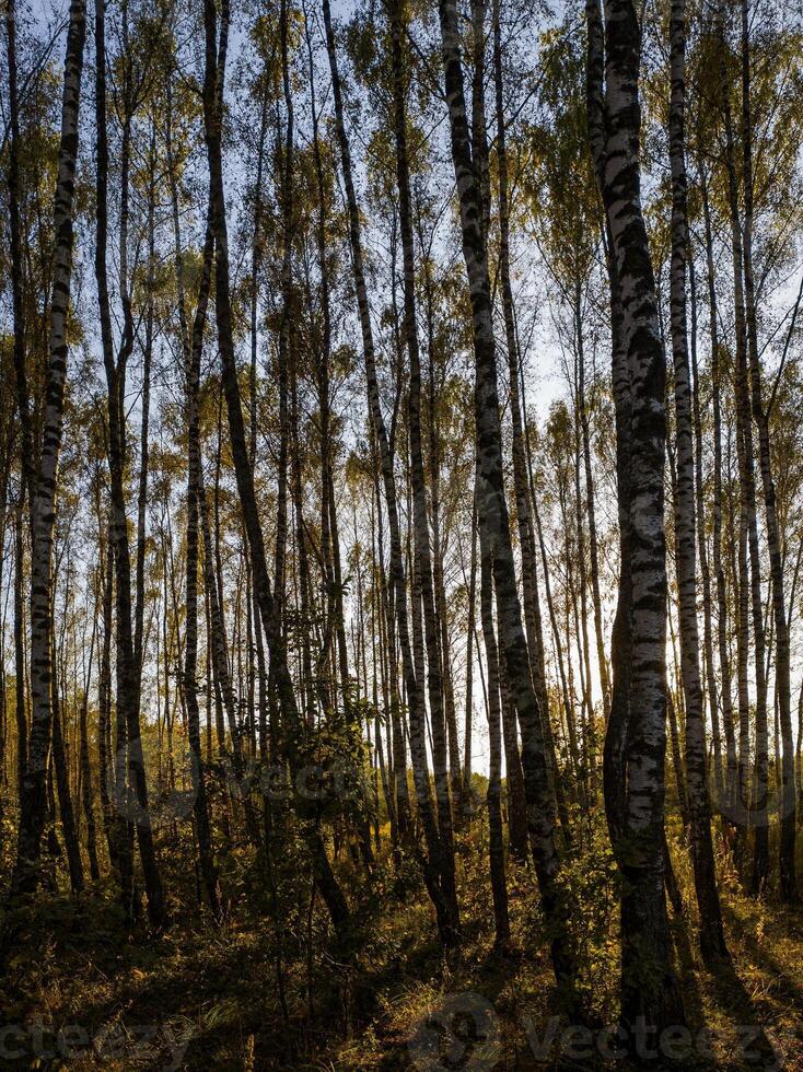 Birch grove with golden leaves in golden autumn, illuminated by the sun at sunset or dawn. photo