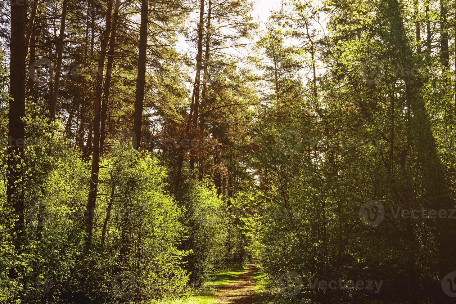 Sunbeams streaming through the pine trees and illuminating the young green foliage on the bushes in the pine forest in spring. Vintage film aesthetic. photo