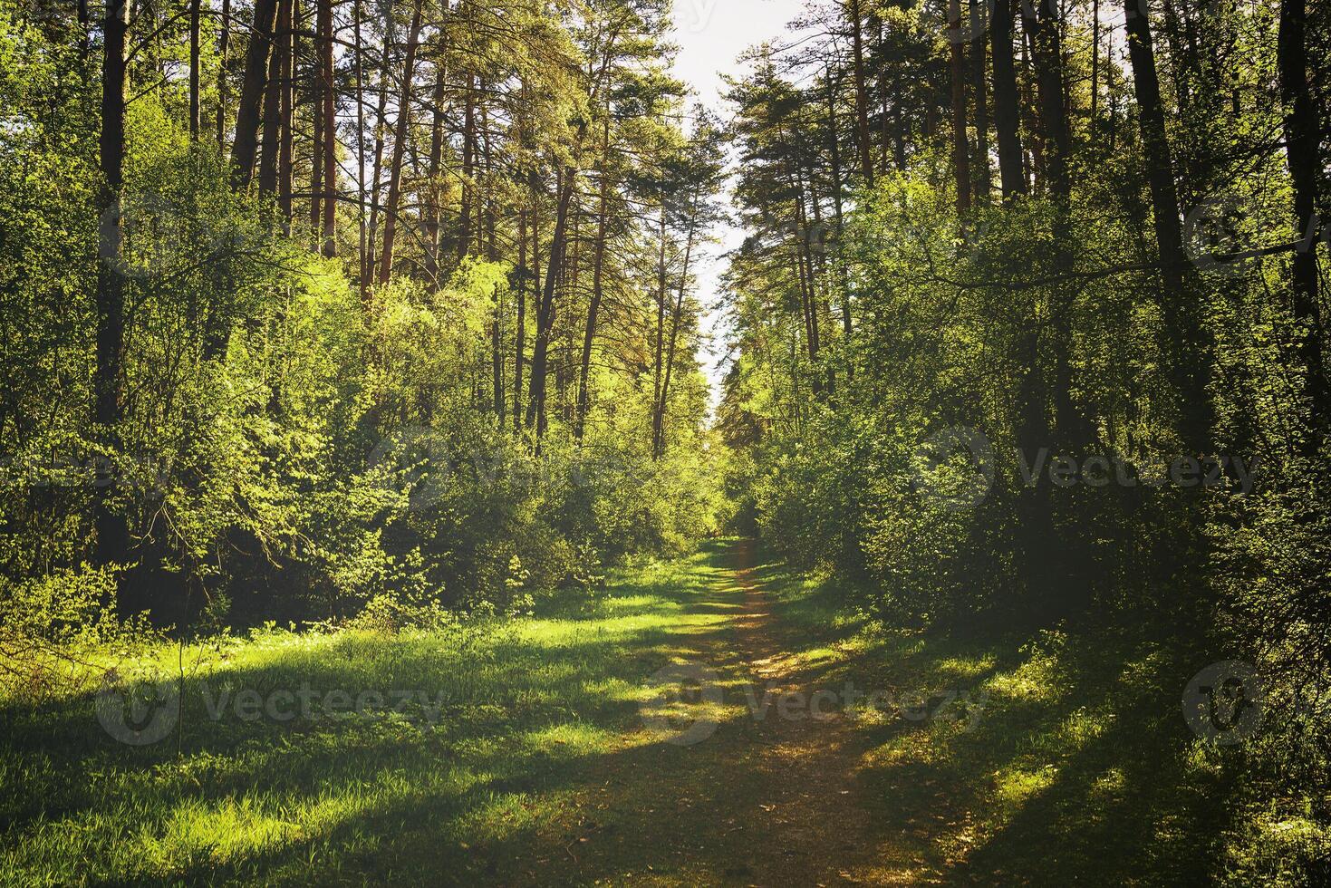 Sunbeams streaming through the pine trees and illuminating the young green foliage on the bushes in the pine forest in spring. Vintage film aesthetic. photo