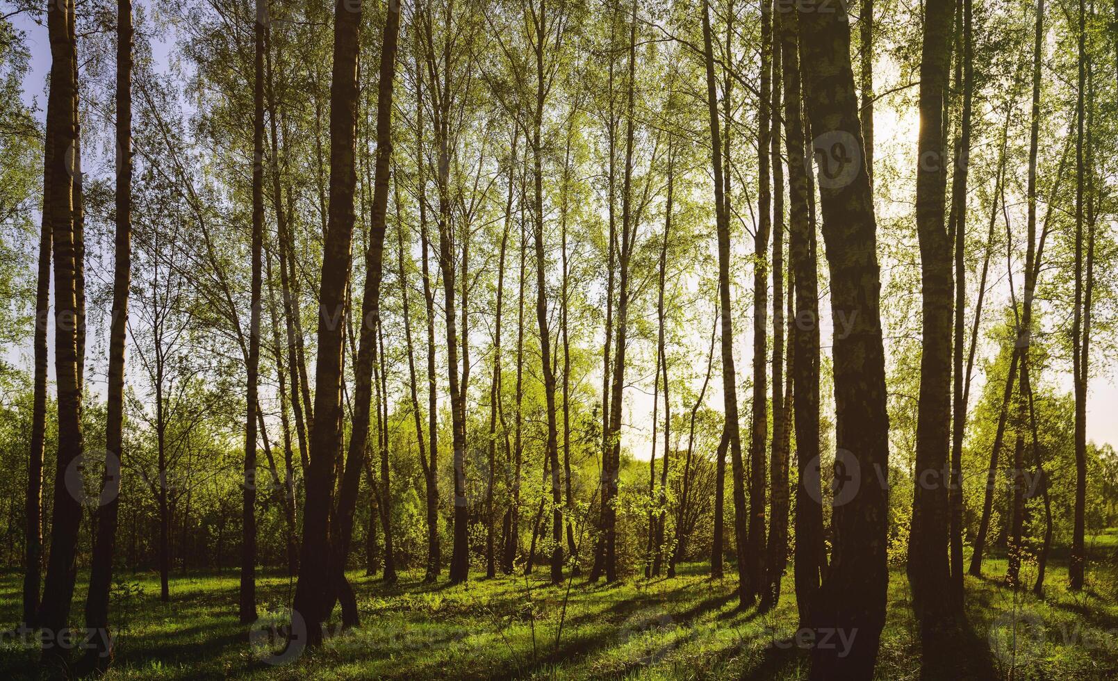 Sunset or sunrise in a spring birch forest with bright young foliage glowing in the rays of the sun and shadows. Vintage film aesthetic. photo
