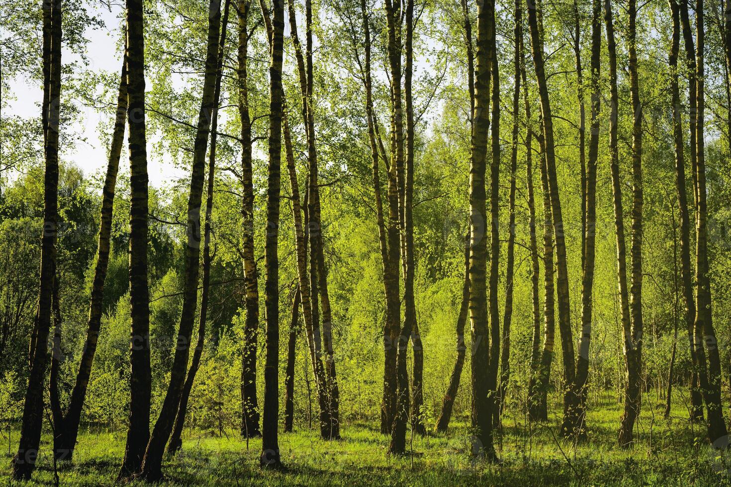 Sunset or sunrise in a spring birch forest with bright young foliage glowing in the rays of the sun and shadows. Vintage film aesthetic. photo