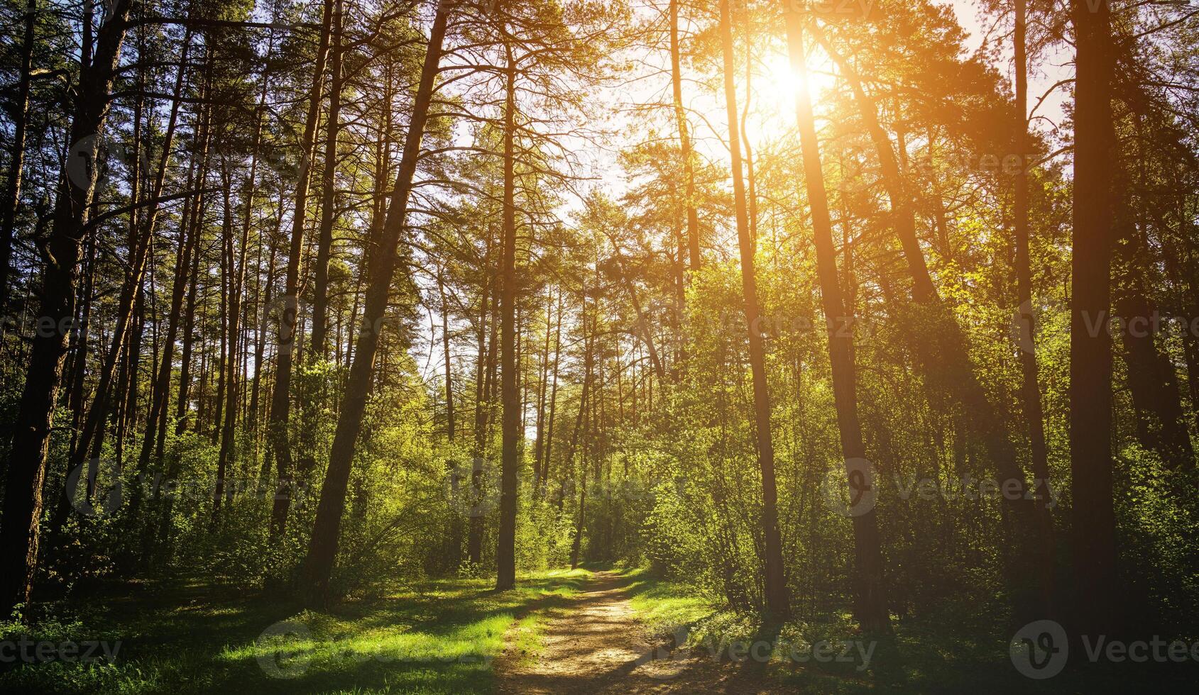 Sunbeams streaming through the pine trees and illuminating the young green foliage on the bushes in the pine forest in spring. Vintage film aesthetic. photo