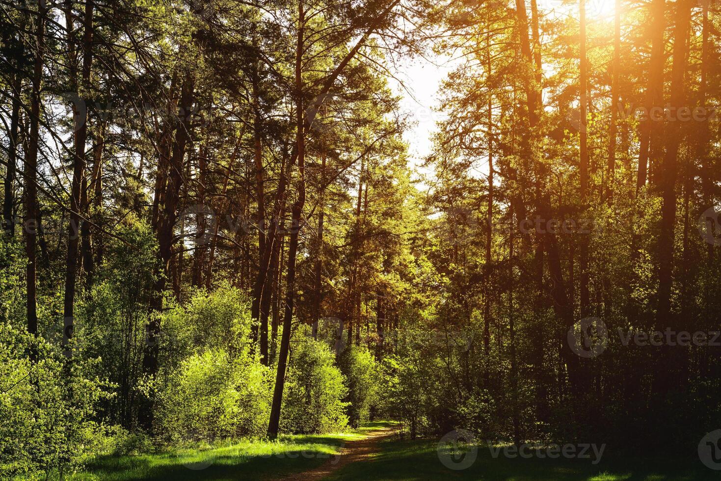 Sunbeams streaming through the pine trees and illuminating the young green foliage on the bushes in the pine forest in spring. Vintage film aesthetic. photo