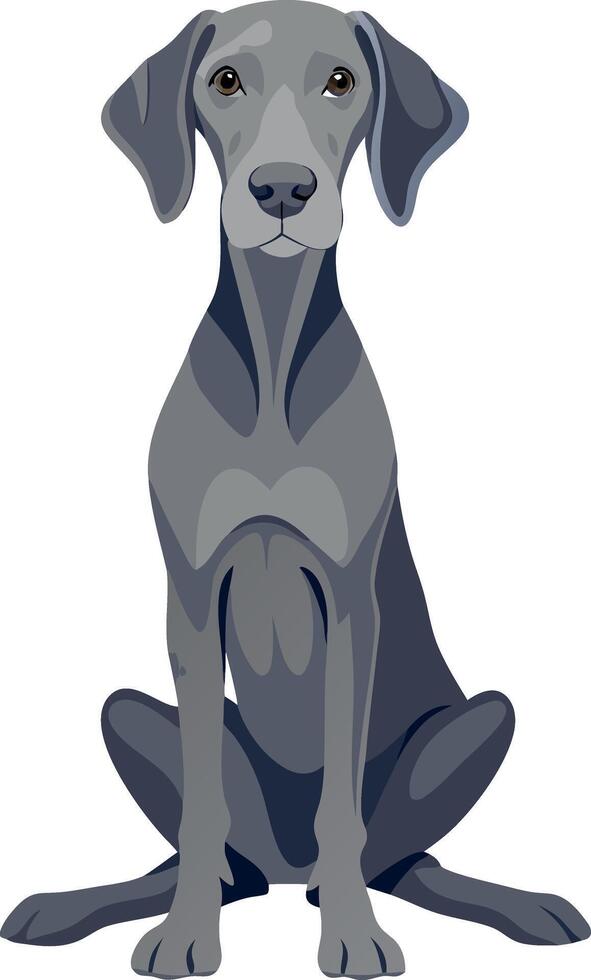 A grey dog is sitting on a white background vector