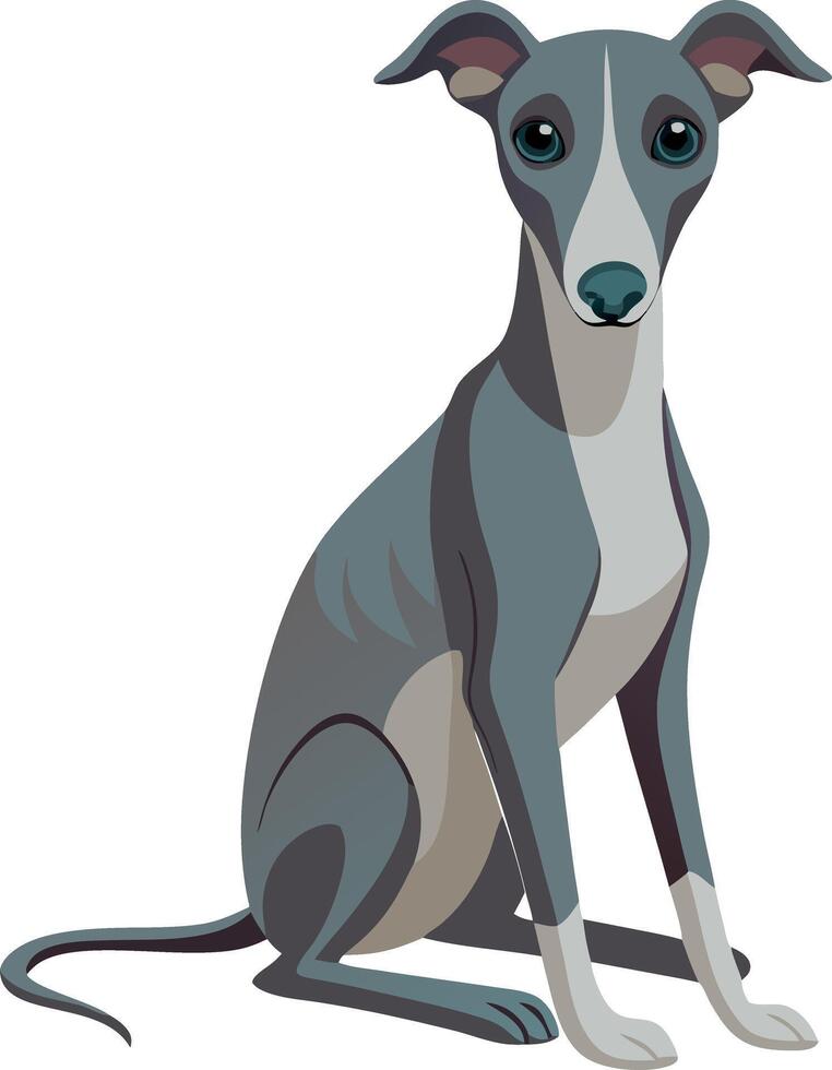 A grey and white dog is sitting on a white background vector