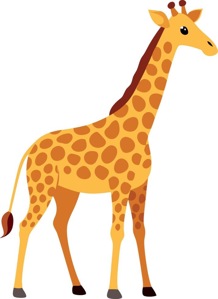 A giraffe standing on a white background vector