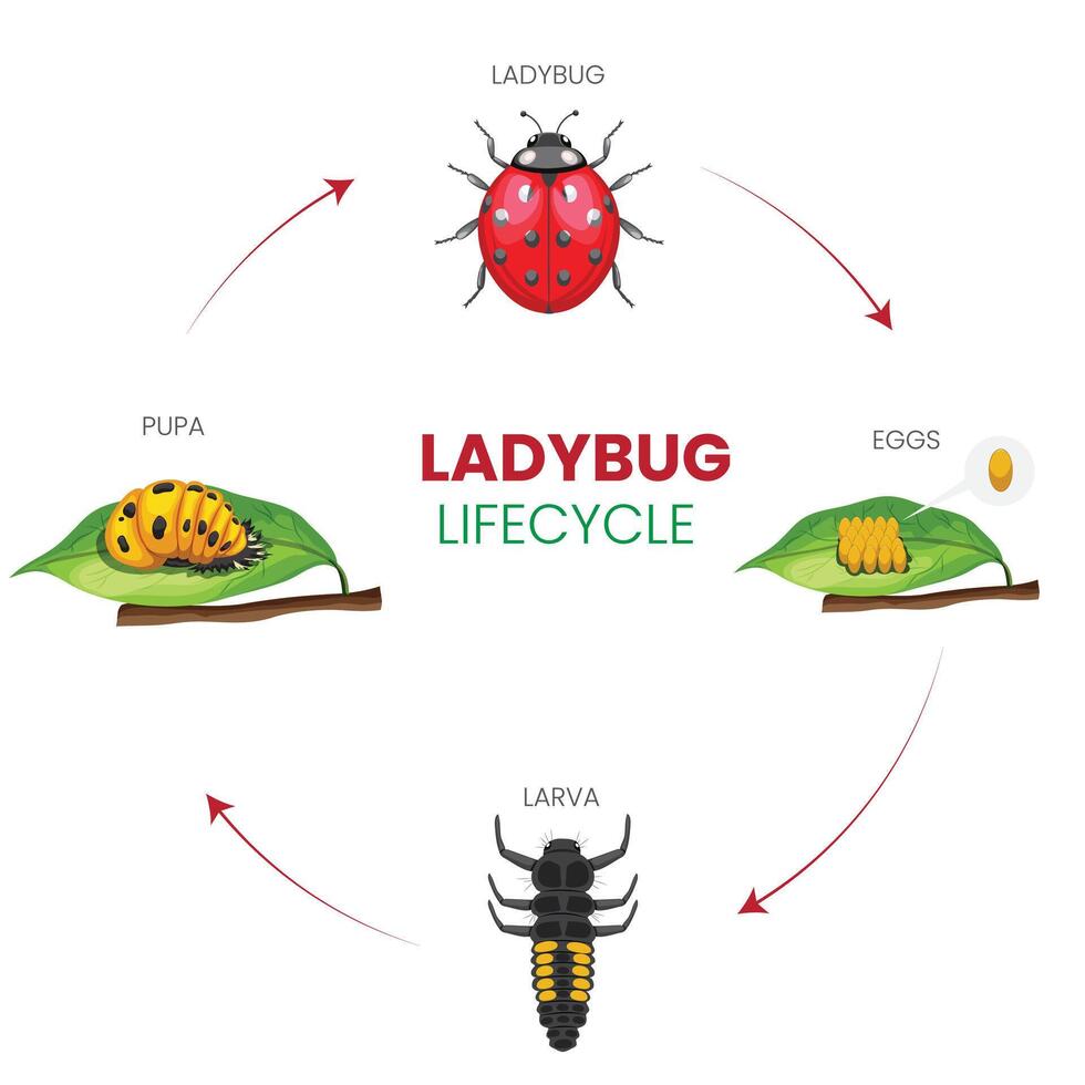 Lifecycle of a Ladybug From Egg to Adult in Four Stages vector