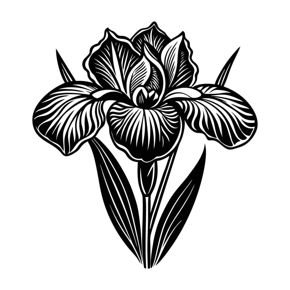 Black and white iris flower on a white background vector
