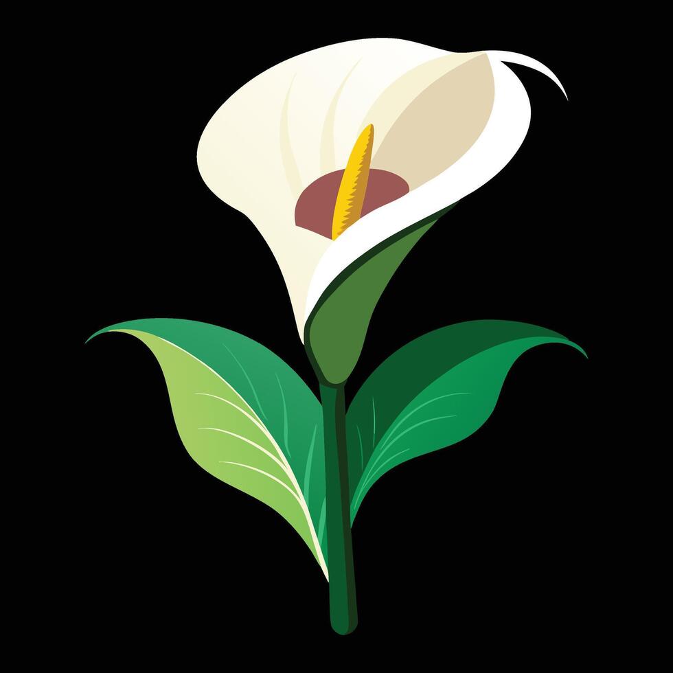 A white calla lily on a black background vector