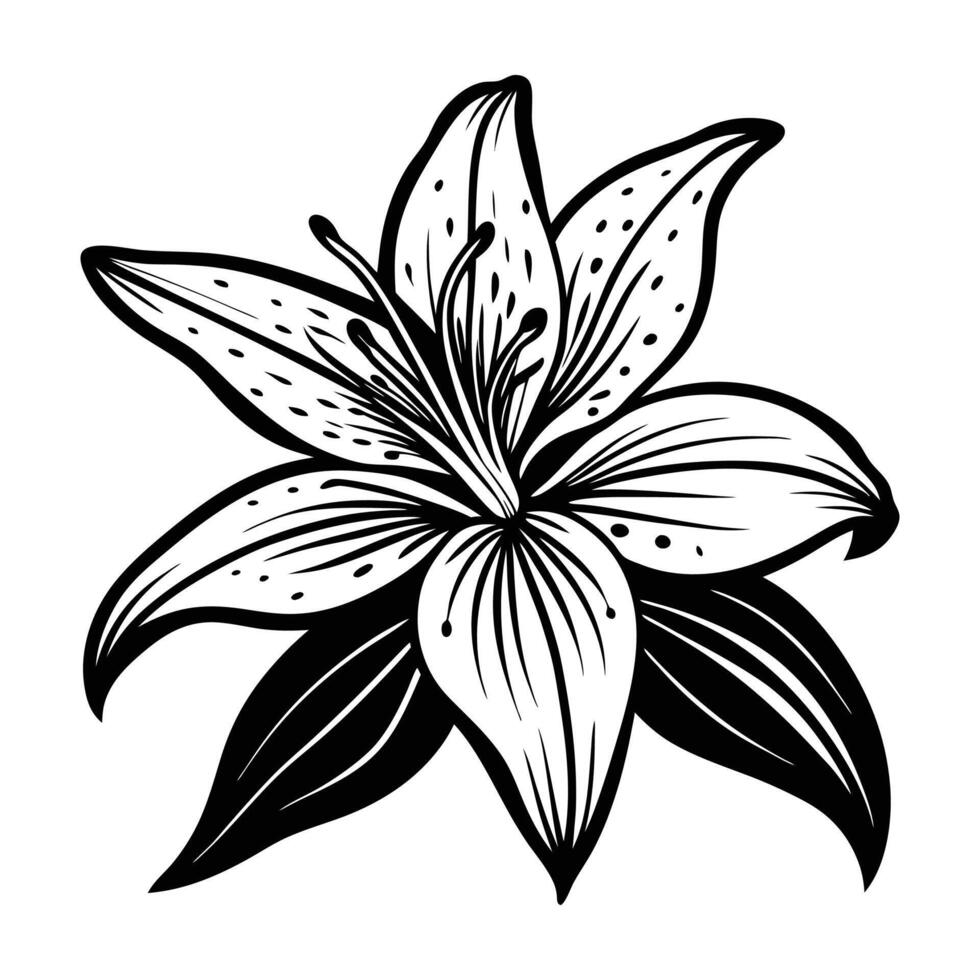 Black and white lily flower vector