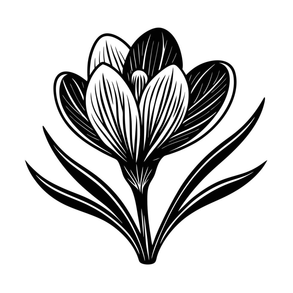 A black and white drawing of a crocus flower vector