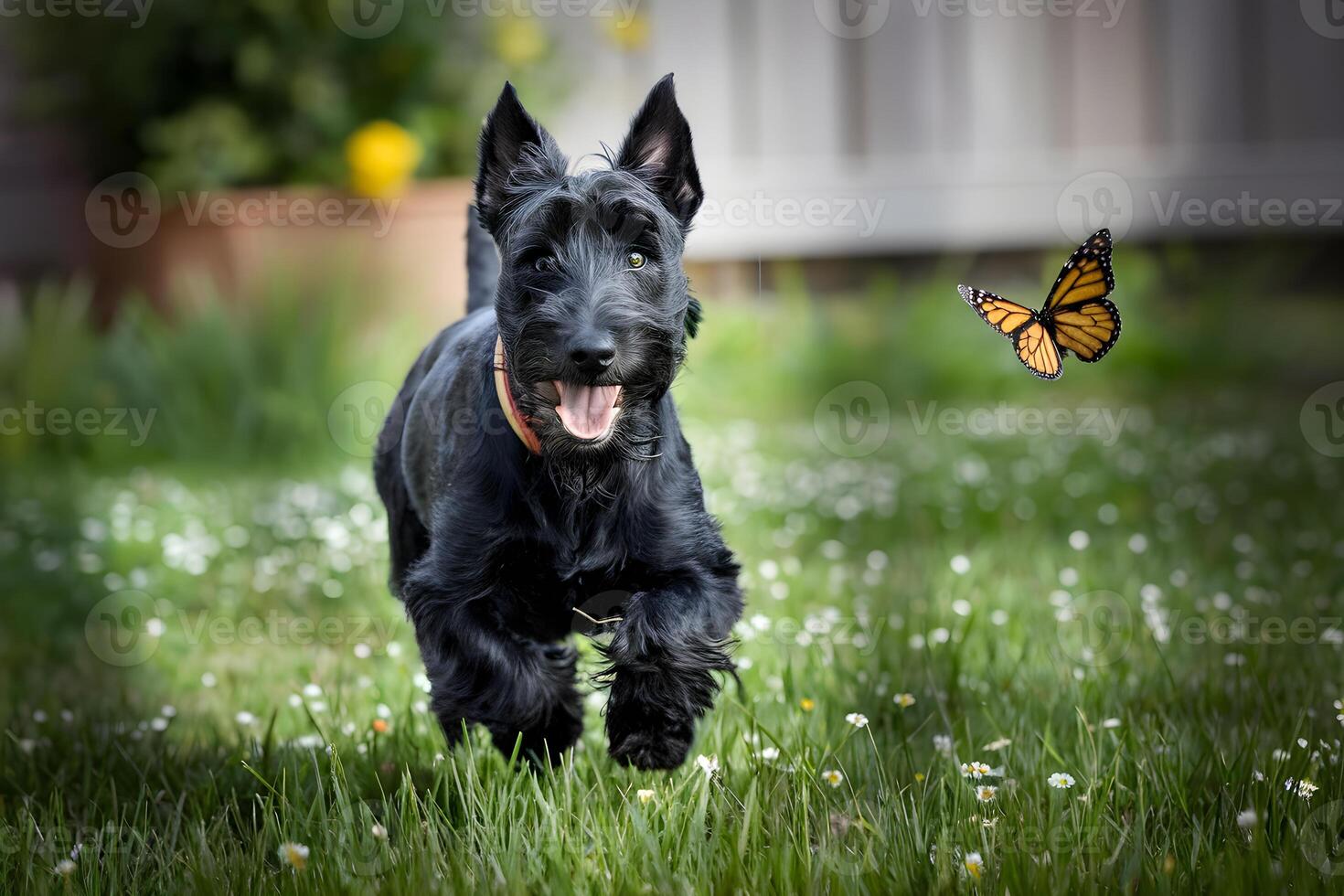 Scottish Terrier leaps after a butterfly, displaying playful joy in the garden photo