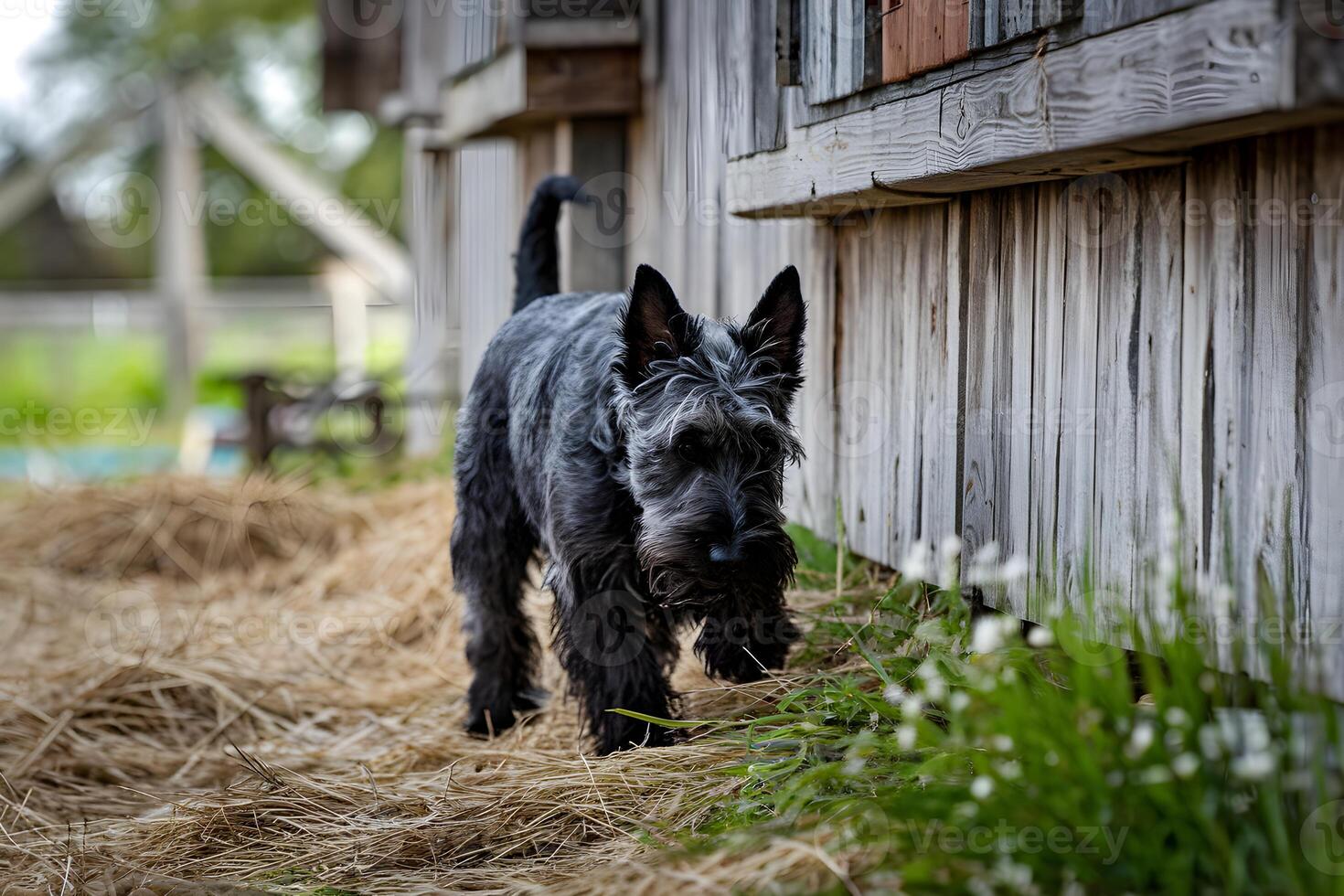 Scottish Terrier explores barnyard, curiosity shining amidst rustic surroundings photo