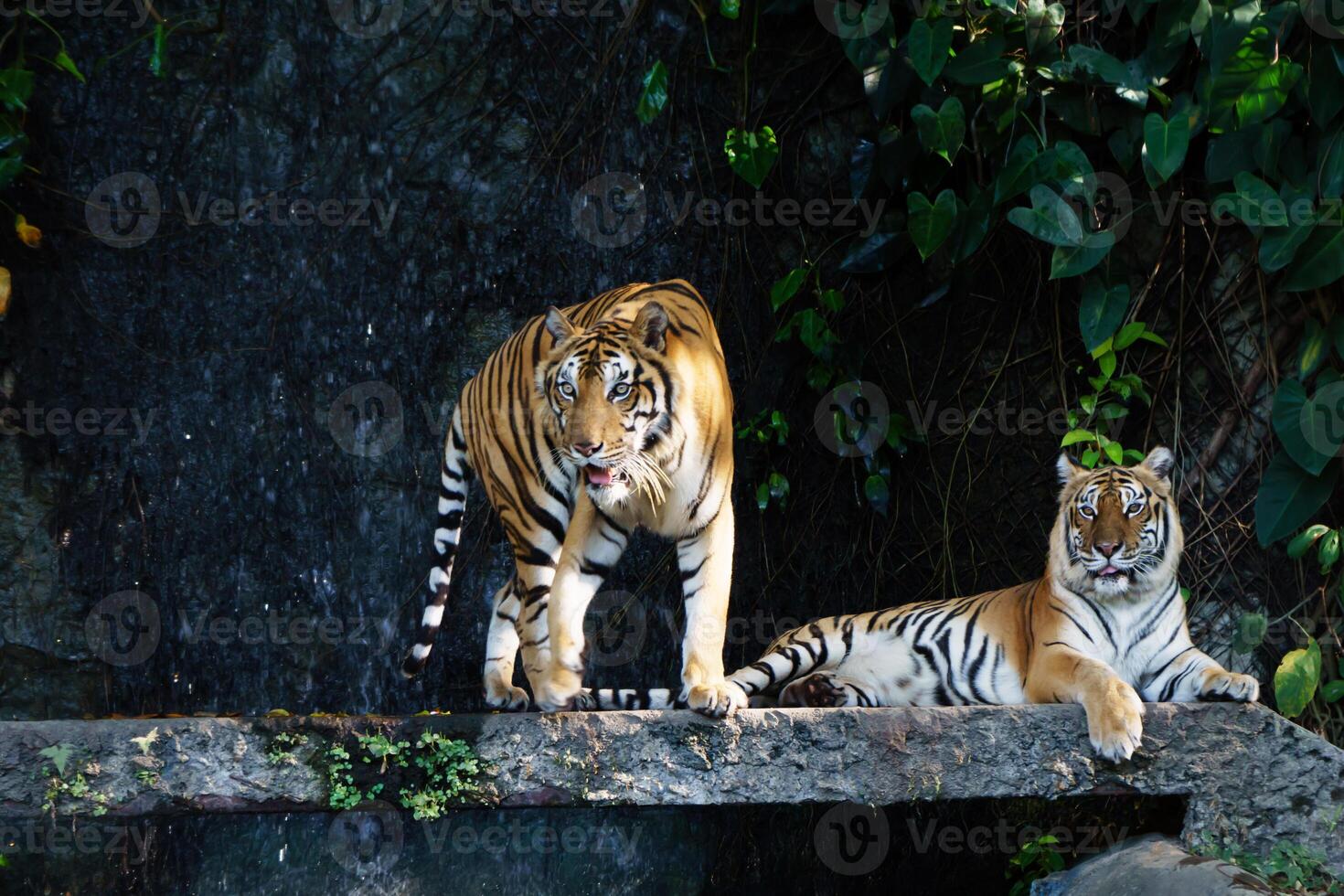 Pair of Bengal tigers relaxing by a flowing waterfall. Iconic big cats in their lush, tropical environment, highlighting their iconic features and markings photo