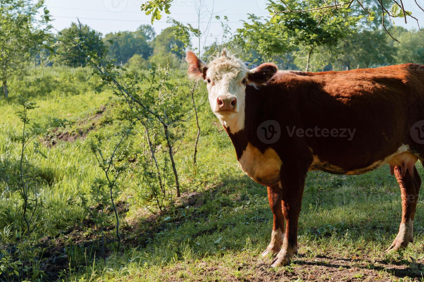 dairy cow grazing in a meadow photo
