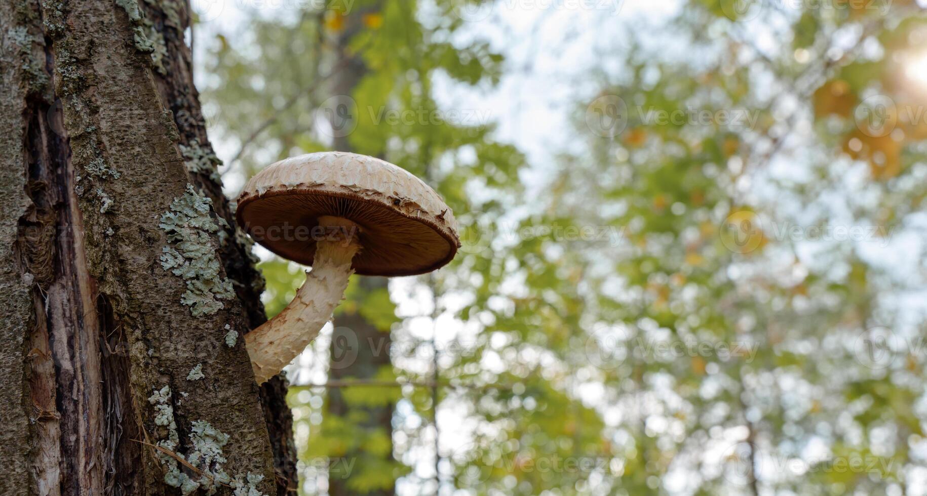 distinctive Hemipholiota populnea mushroom, with its scaly cap and stem, emerges from the decomposing wood, fulfilling its crucial role in the forest ecosystem photo