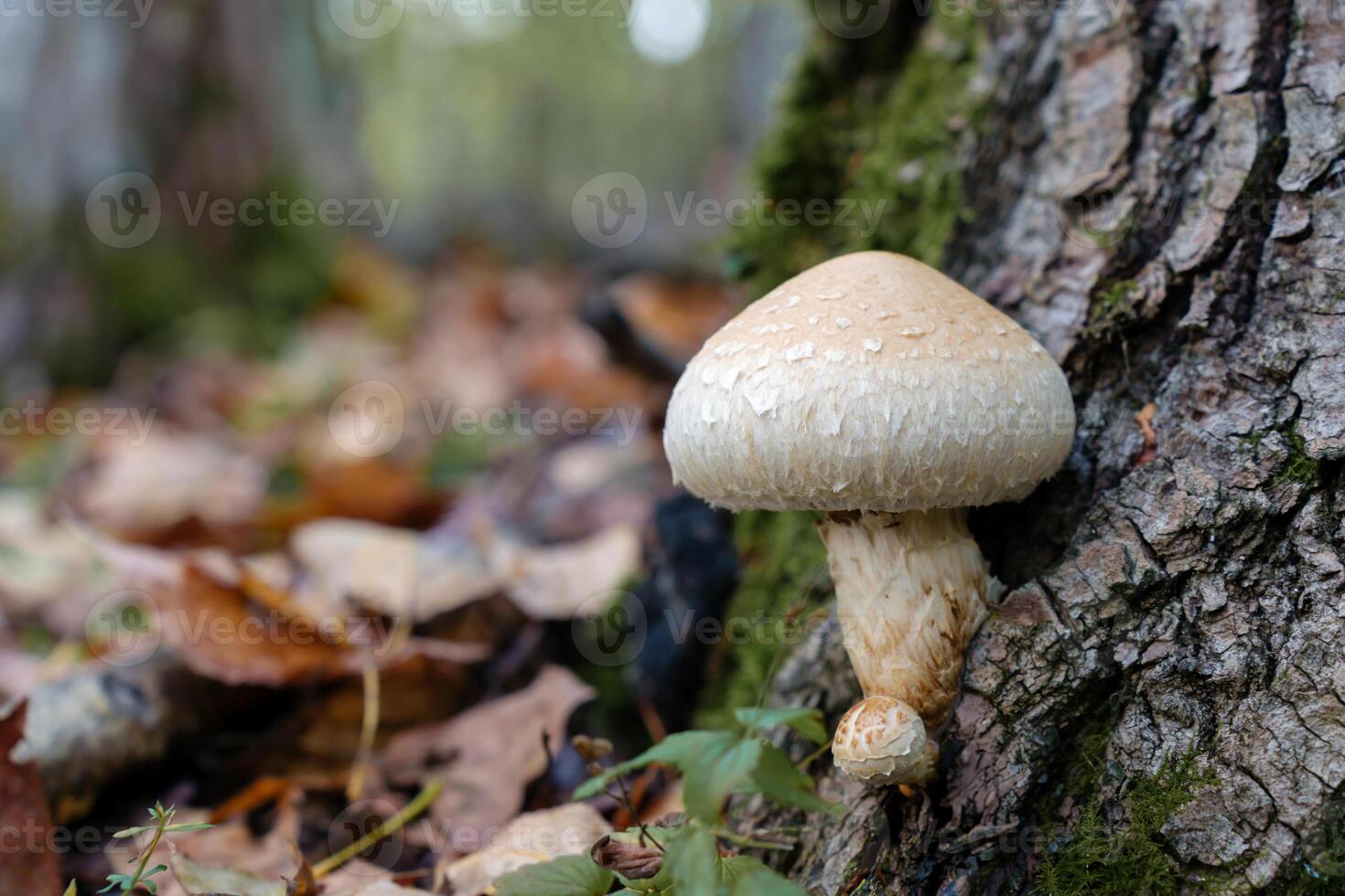 Affixed to a piece of dead timber, the Hemipholiota populnea mushroom, a type of Pholiota, helps transform the fallen tree into fertile soil for the surrounding forest photo