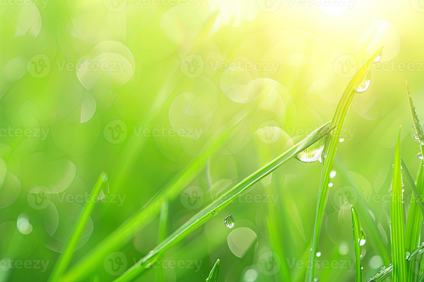 dew drops on vibrant green grass blades, illuminated by morning light photo