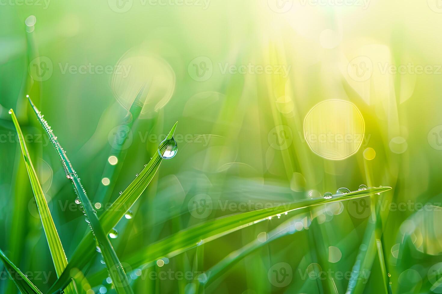 dew drops on vibrant green grass blades, illuminated by morning light photo