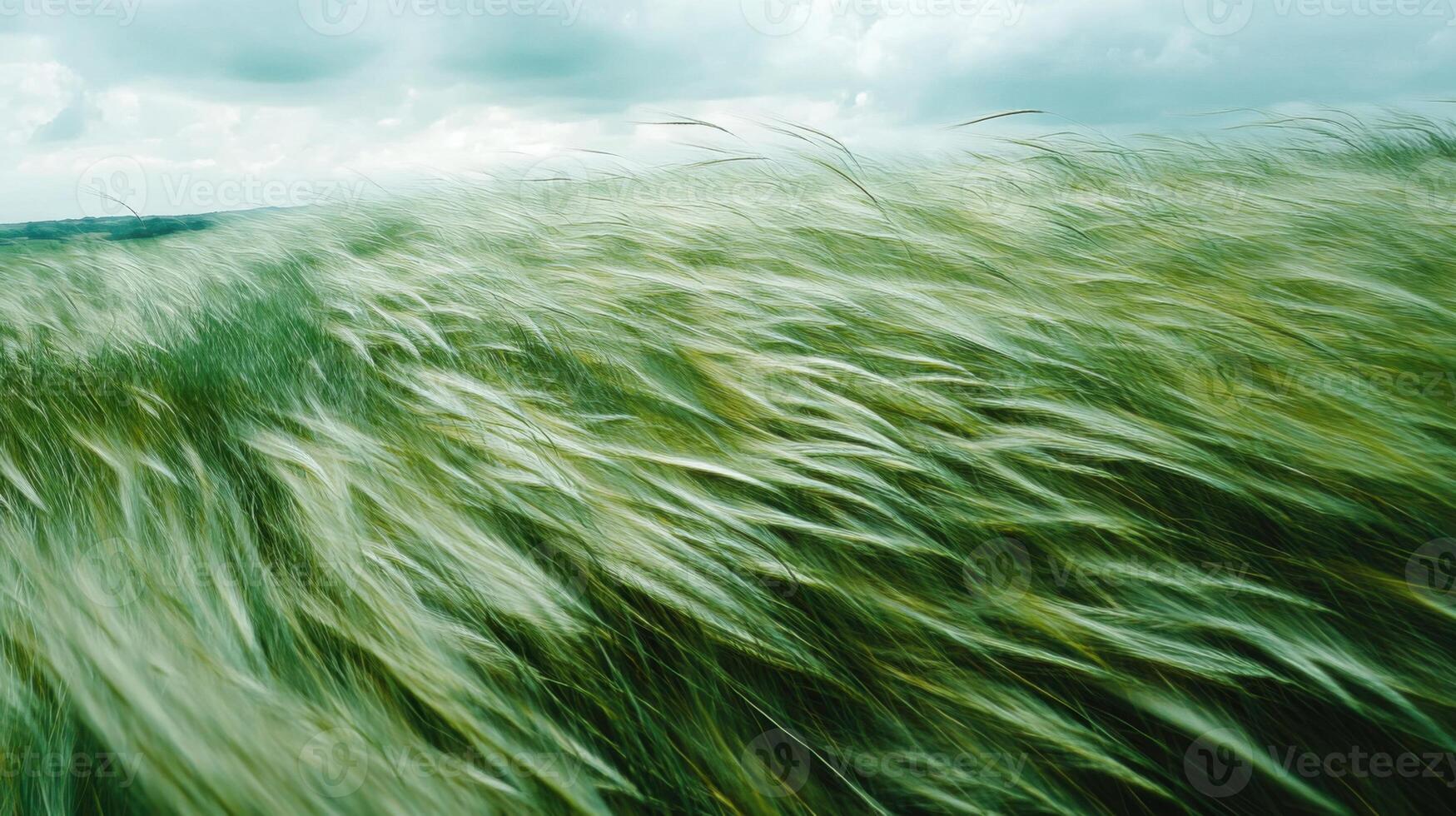 A field of tall grass with a cloudy sky in the background photo