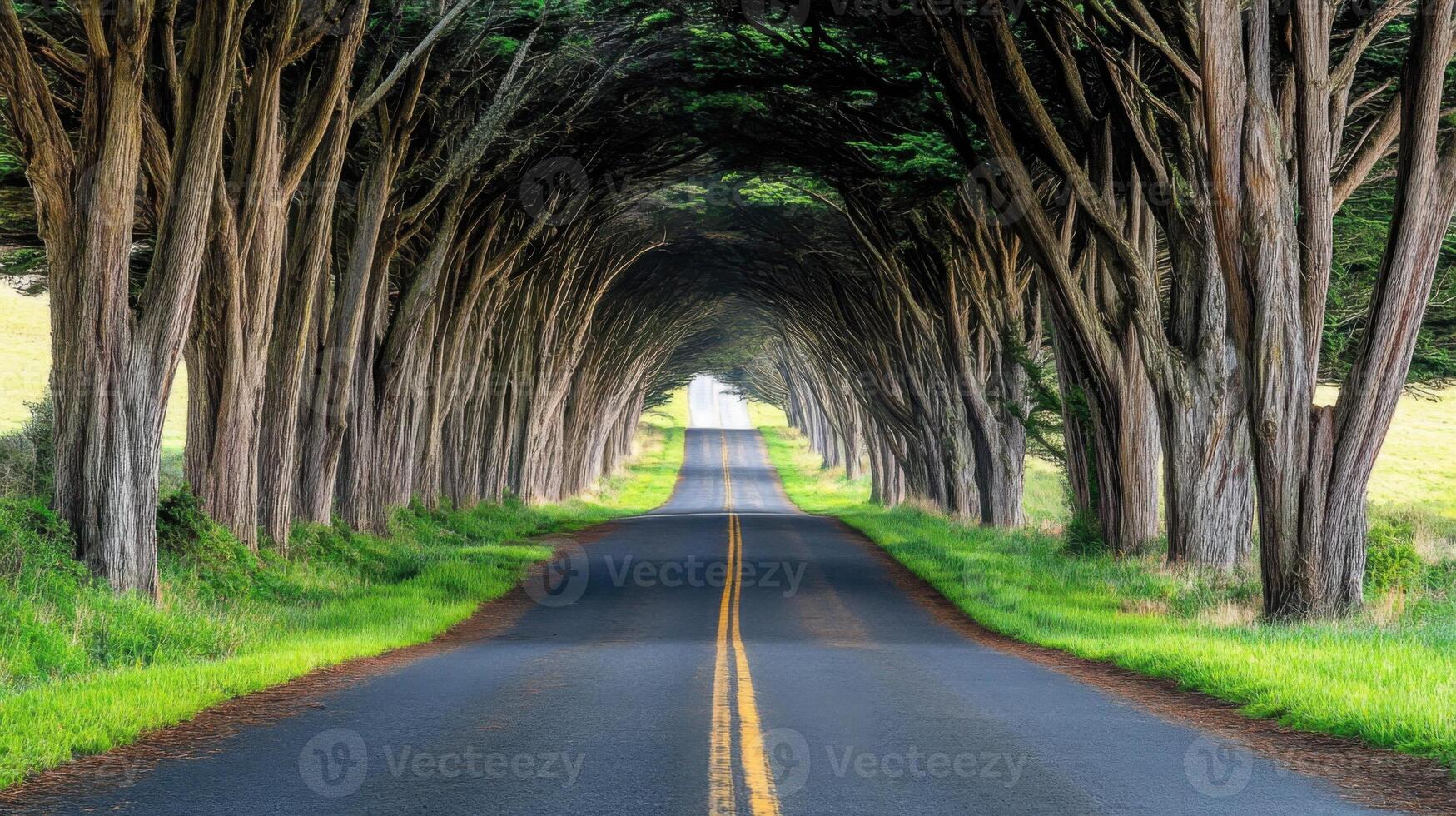 A road with a tunnel of trees on either side photo