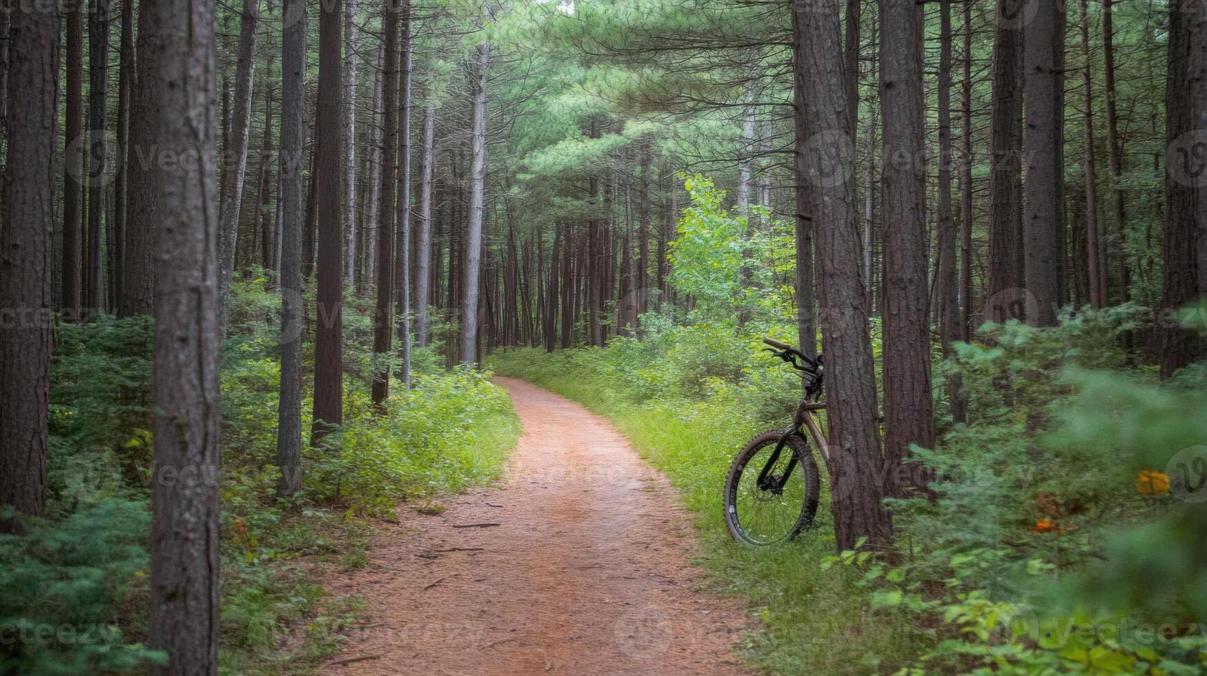 A path through a forest with trees on either side photo