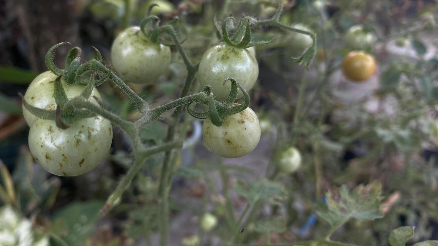 Tomatoes growing on the plant in the garden photo