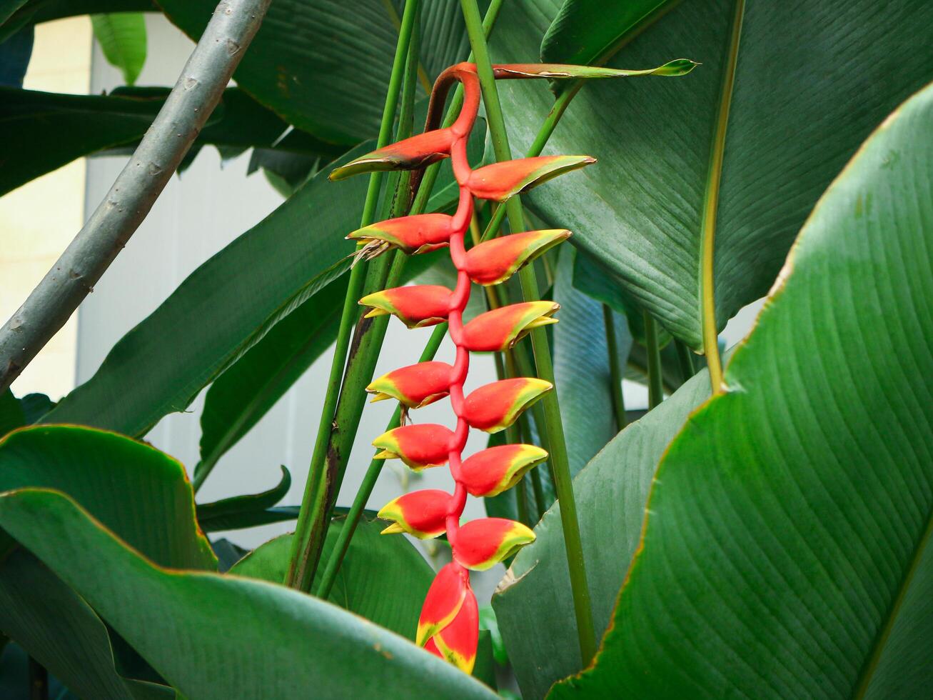 Red Heliconia rostrata flower. Common names for the genus include Hanging lobster claw or False bird of paradise. photo