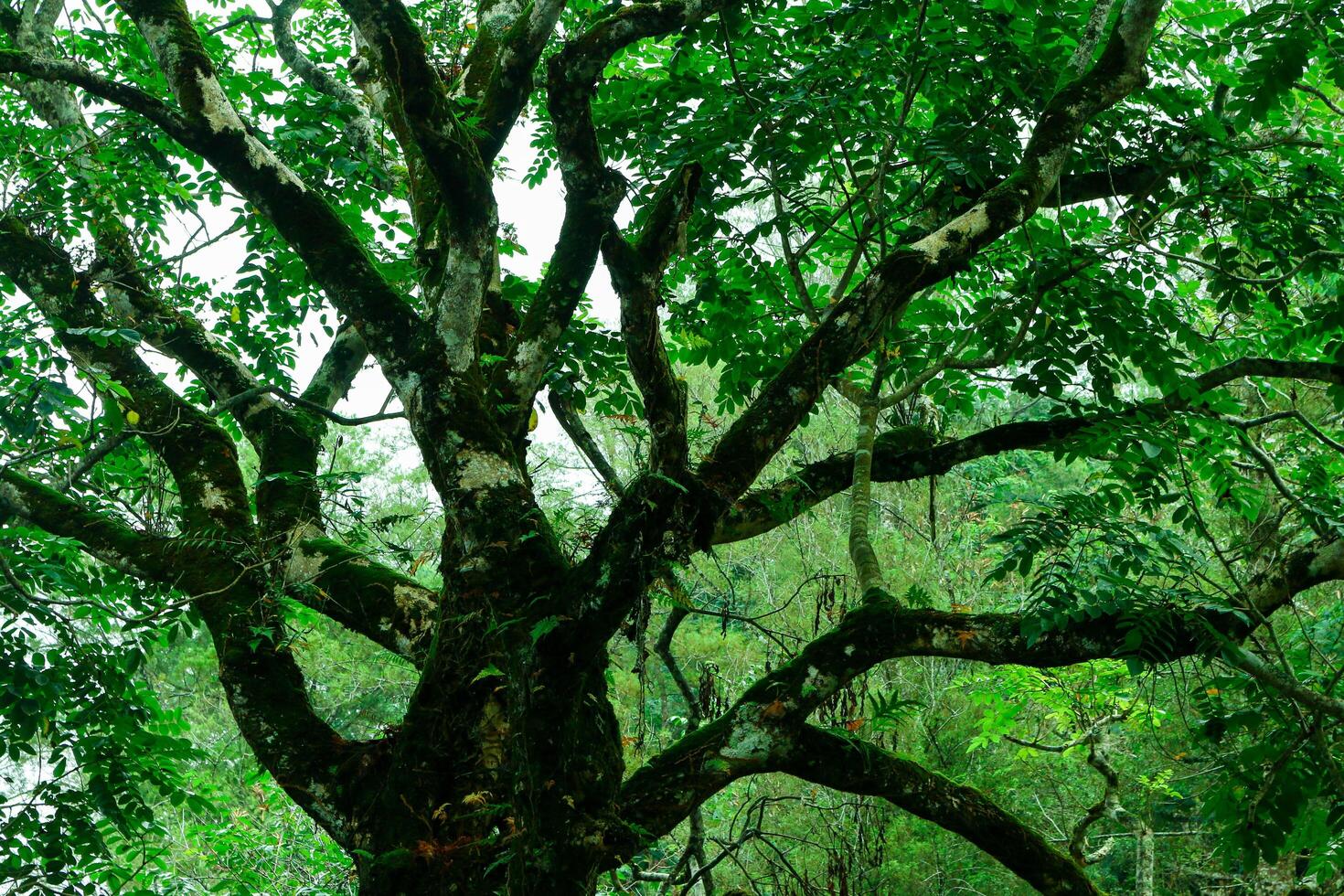 The Branch old tree in the forest photo