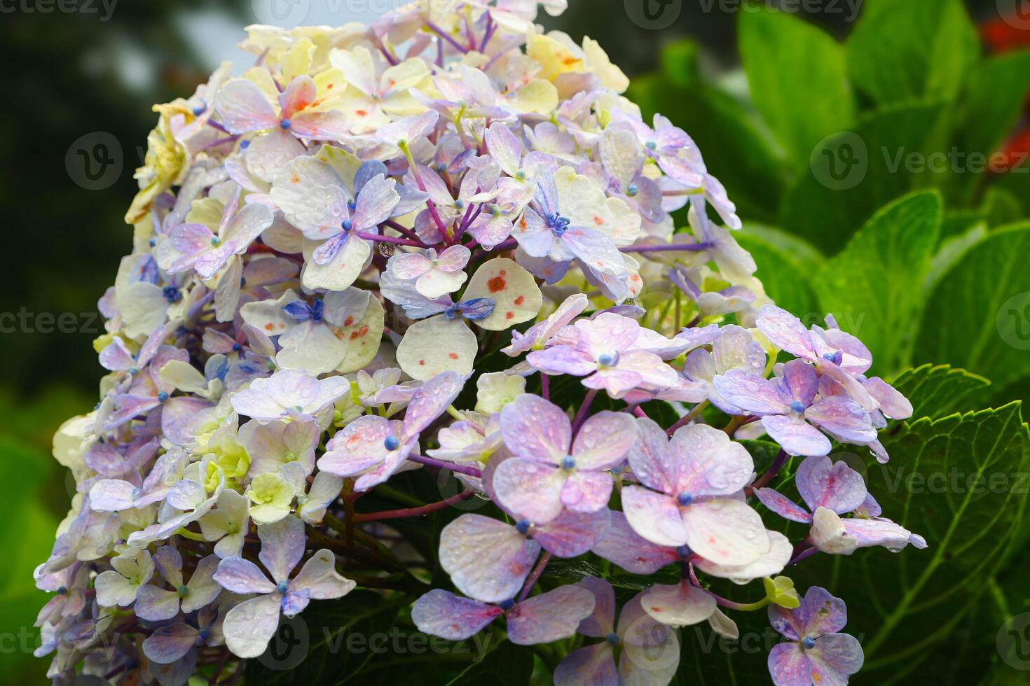 Hydrangea flower Hydrangea macrophylla blooming in spring and summer photo