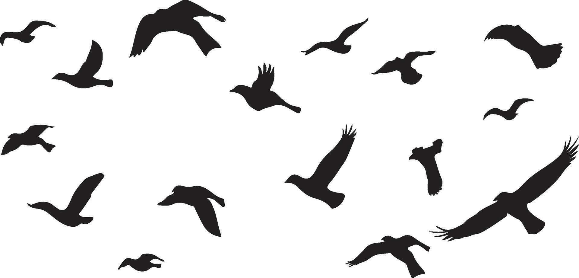 Pigeons Flying Silhouettes . vector