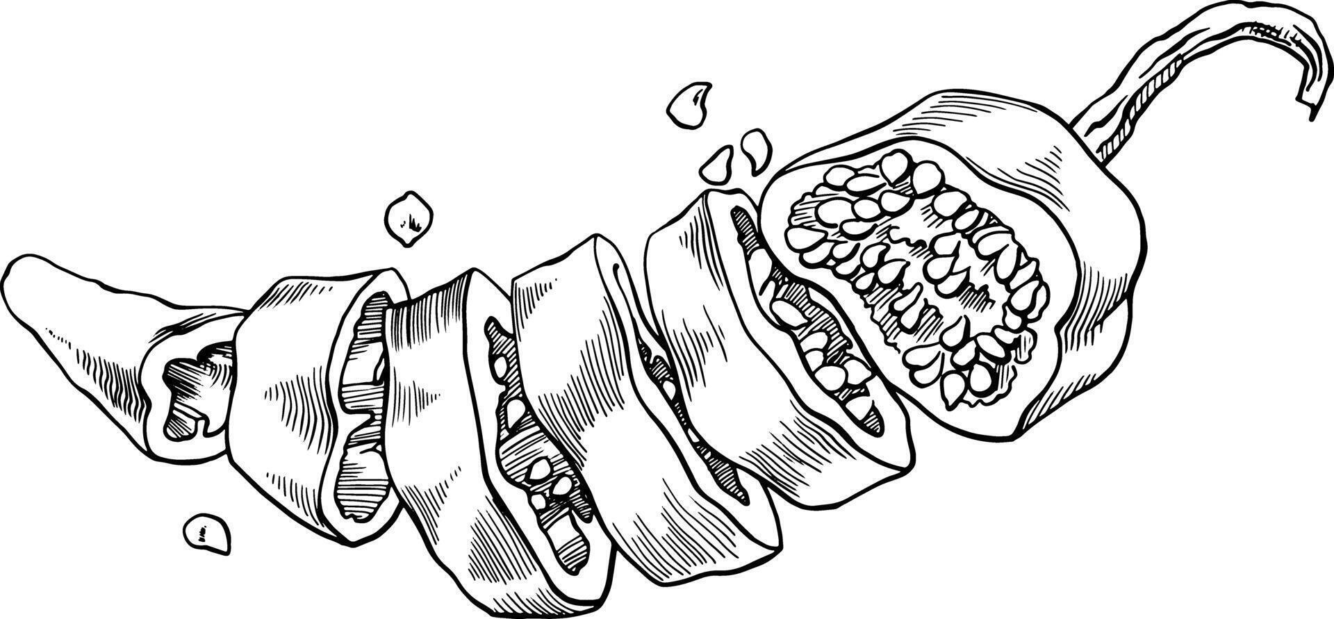 Hot pepper cut into rings. Monochrome cross-sectional drawing of a pepper. Food image for signs, menus, tableware printing and other purposes. Pepper seeds and pulp. For restaurants, grocery stores. vector