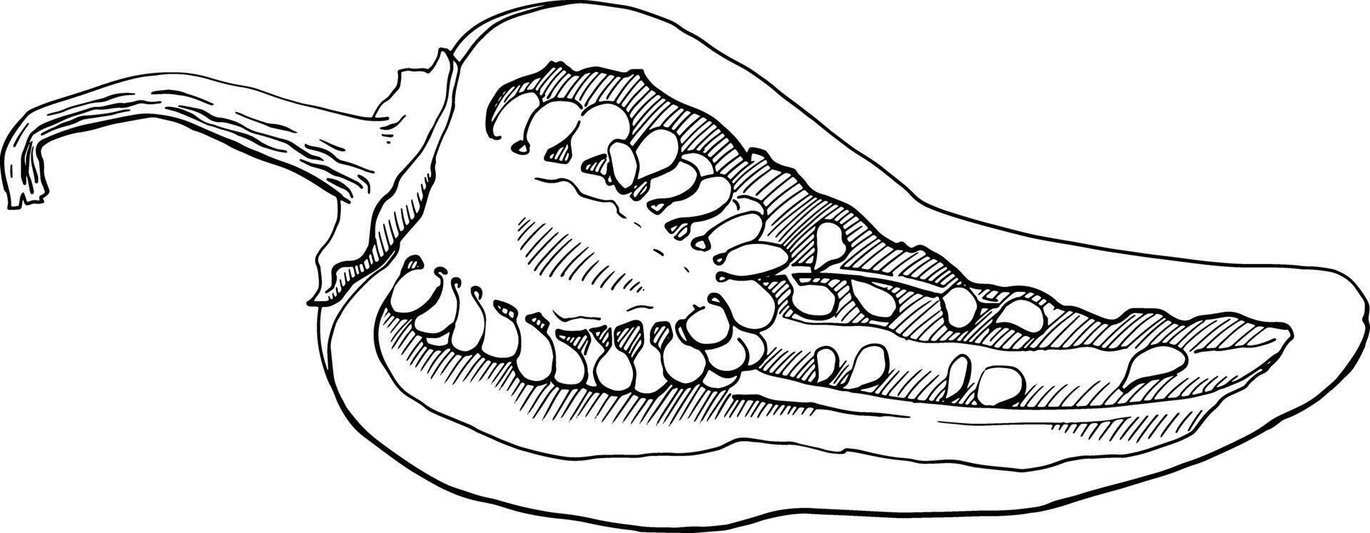 Cut the hot pepper in half. Monochrome cross-sectional drawing of a pepper. Food image for signs, menus, tableware printing and other purposes. Pepper seeds and pulp. For restaurants, grocery stores. vector