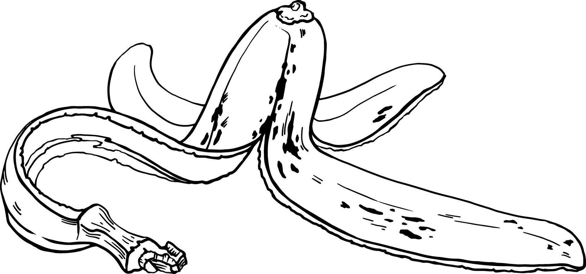 Banana peel. Linear drawing of ripe peel with spots. image for printing on clothes, dishes, bags and other items. Bio Waste and food waste. Biodegradable products. Environmental protection. vector