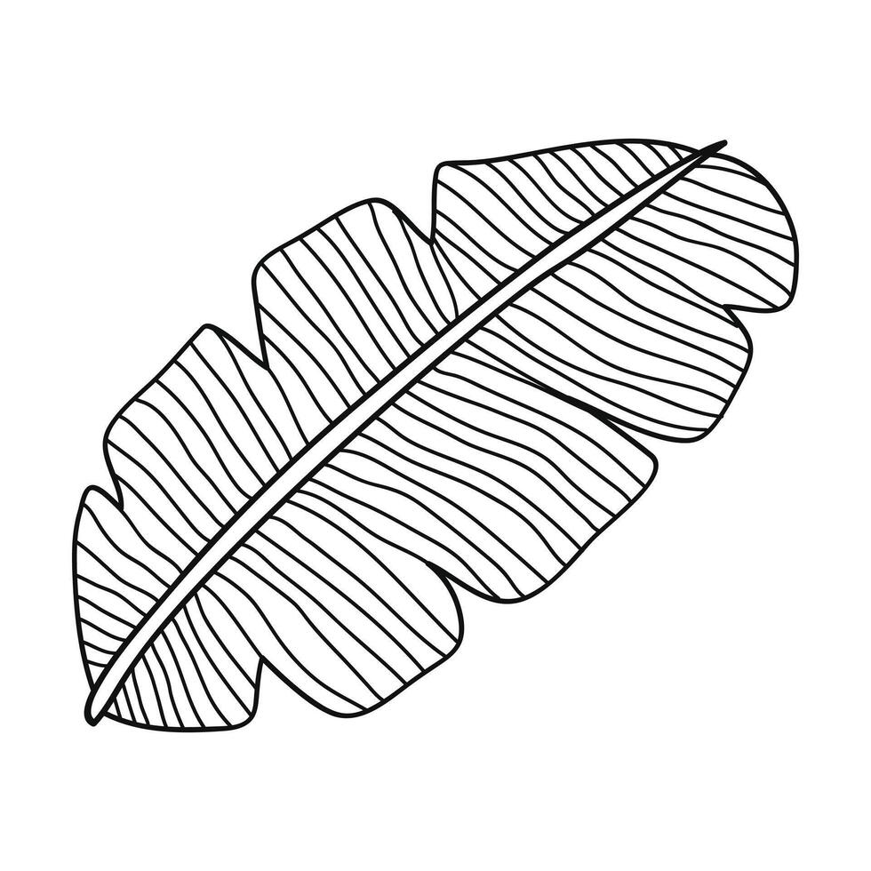 Banana leaf line art hand drawn illustration vector