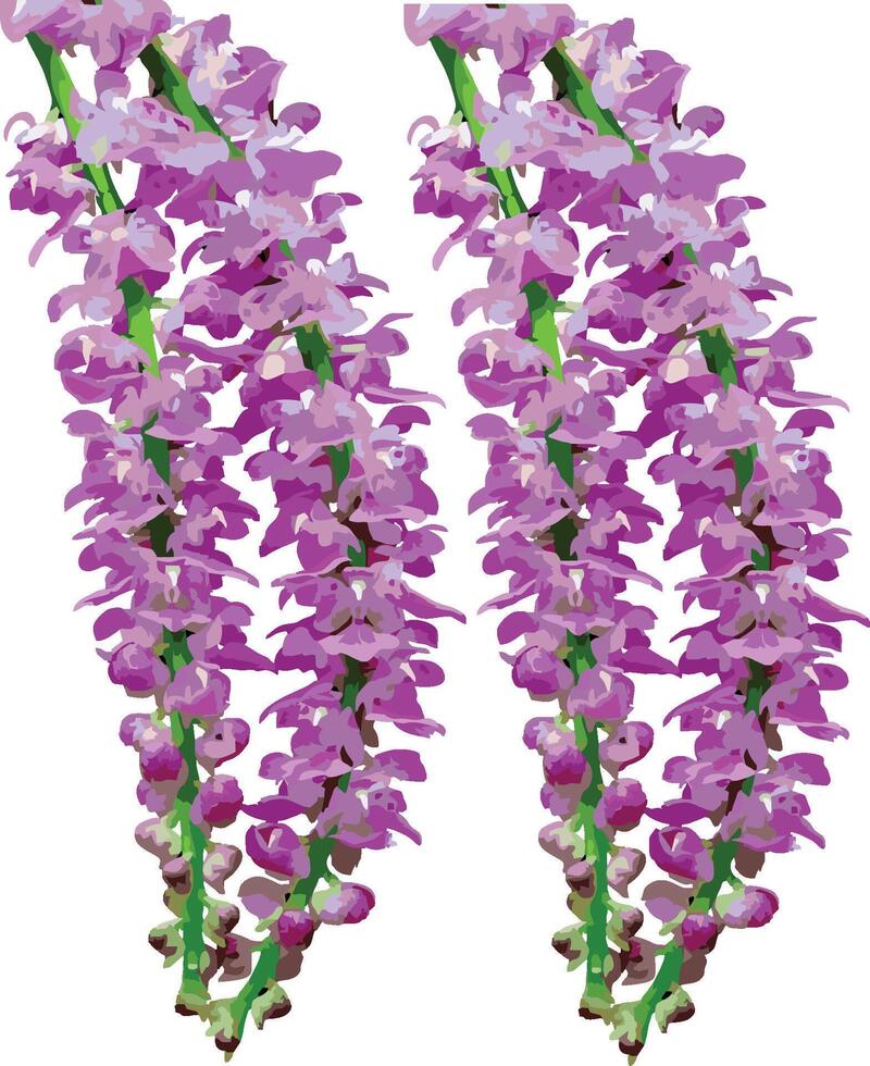 Kapou Flower-Fox Tail Orchid. Kopou Phool is a very important flower for Assamese peoples since this flower is used by bihu dancers. vector