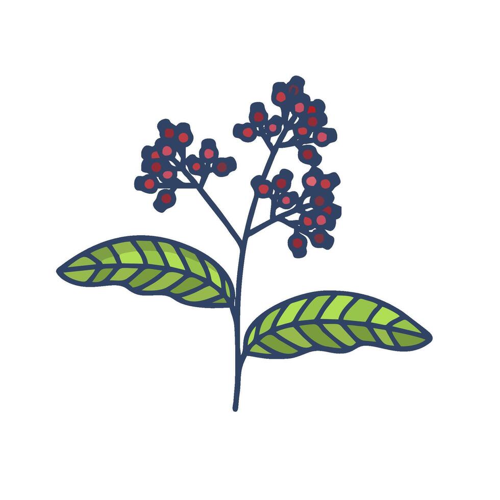 a plant with berries and leaves on it vector