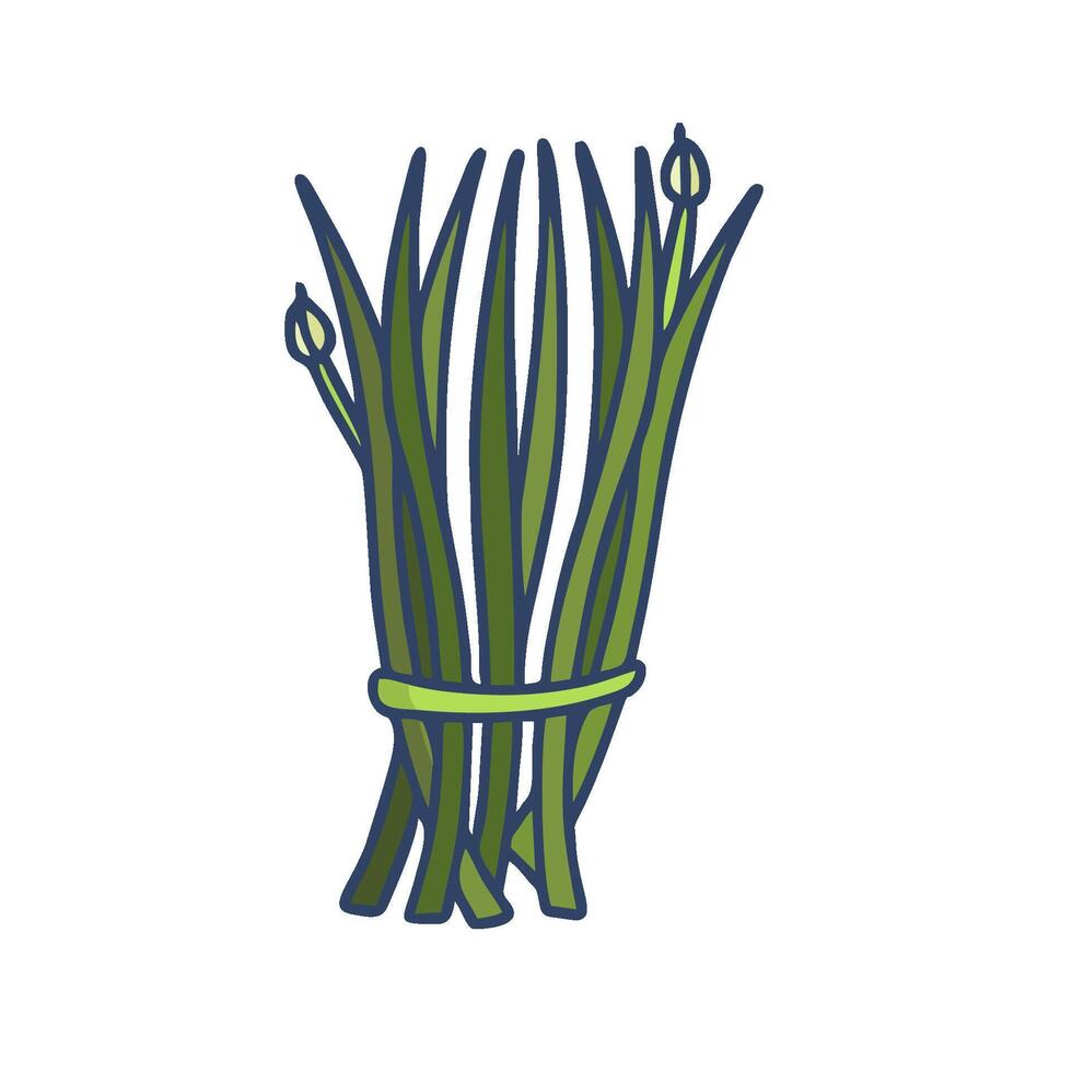 green onions, a green vegetable, on a white background vector