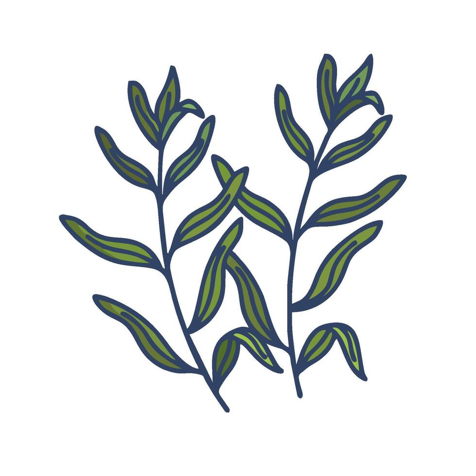 a drawing of two leaves on a white background vector