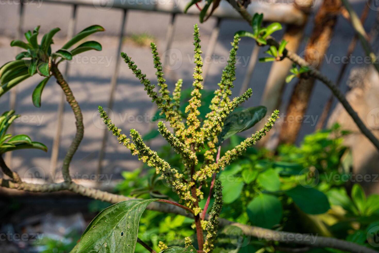 Amaranthus viridis or chinese amaranth plants in the garden. photo