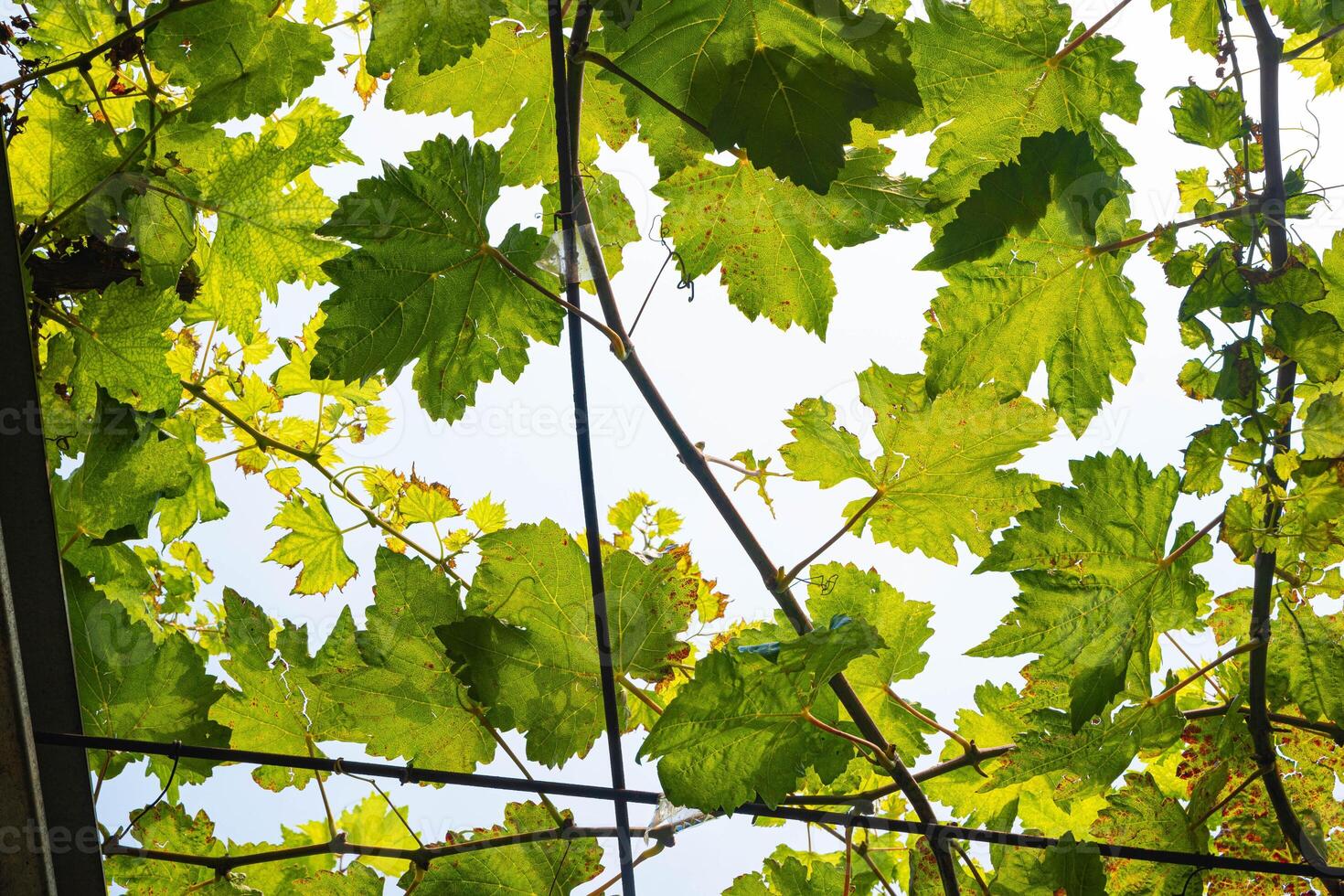 Grapevine leaves of a typical shade photo