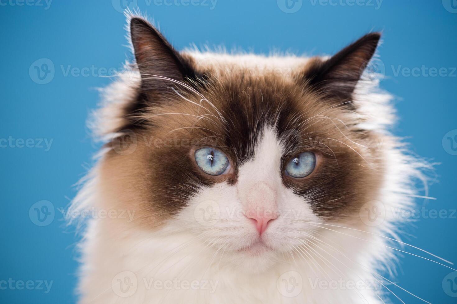 portrait of a beautiful young healthy Ragdoll cat photo