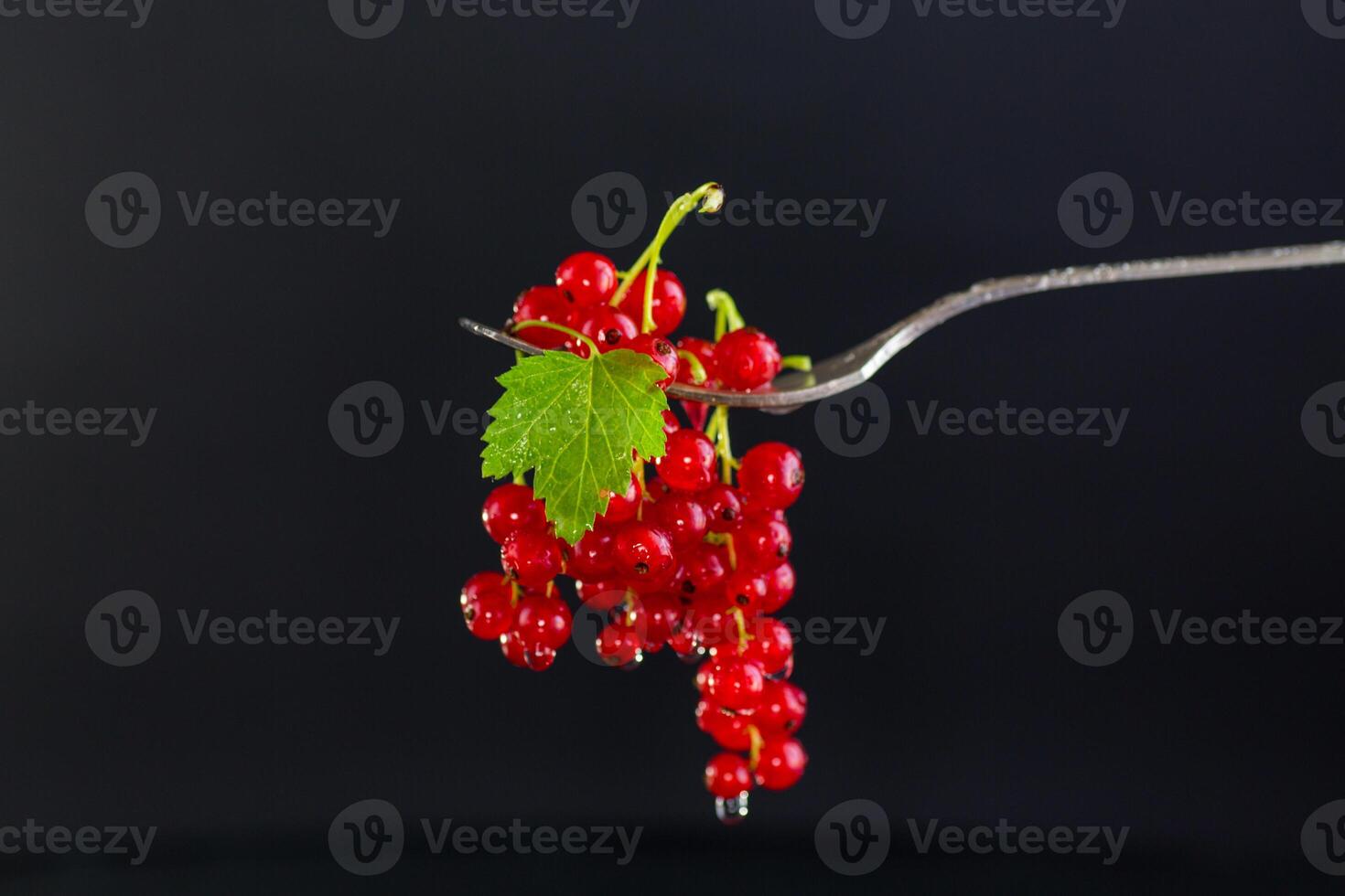 twigs of ripe red currants, isolated on a black background photo