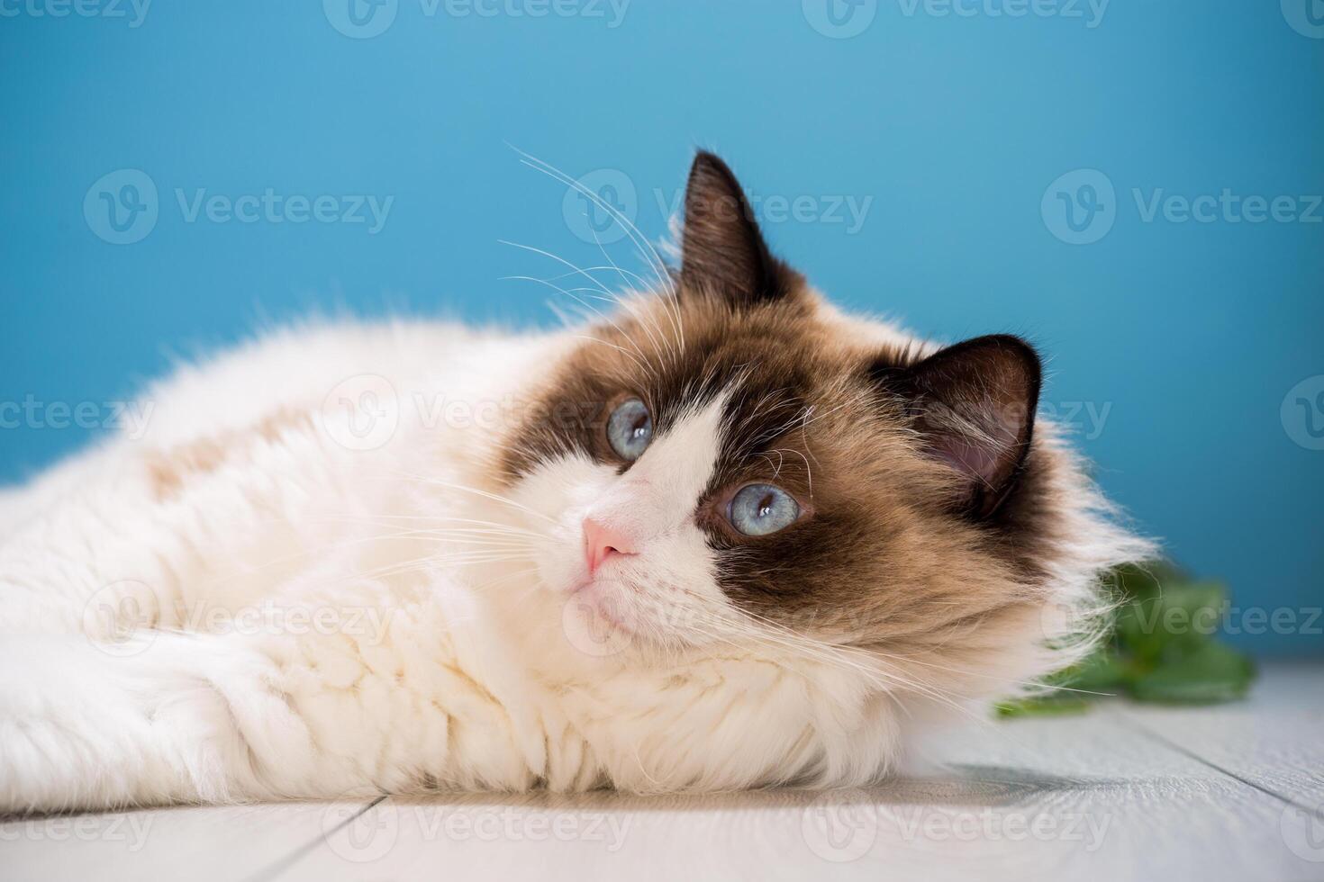 portrait of a beautiful young healthy Ragdoll cat photo