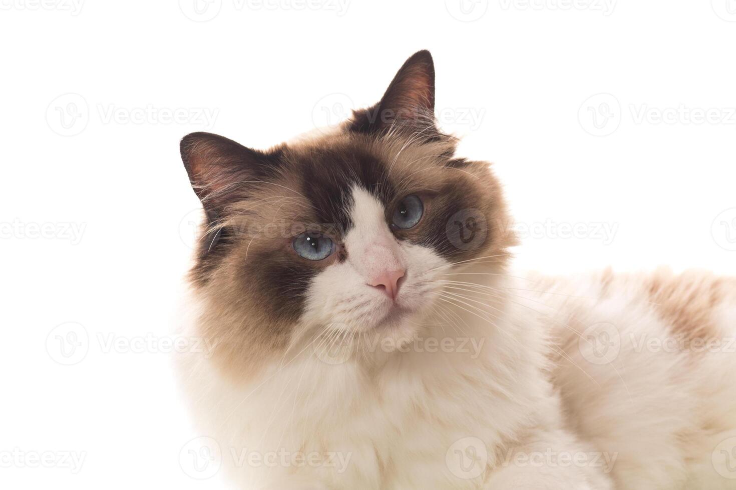 Portrait of purebred Ragdoll cat, isolated on white background photo